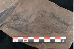 Foto (Detailansicht) von Ficus sagoriana Ettingshausen (NHMW-GEO-2024-0188-7979)